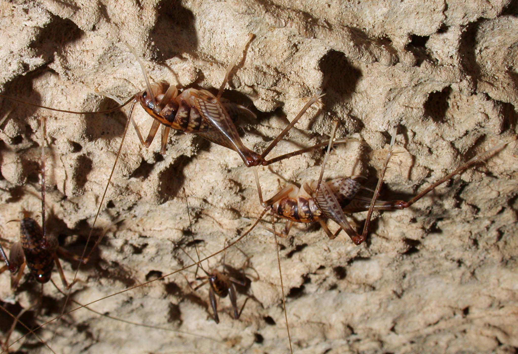 Meet the 2023 USA Cave Animal of the Year: Ceuthophilus Cave Crickets! - National Speleological Society