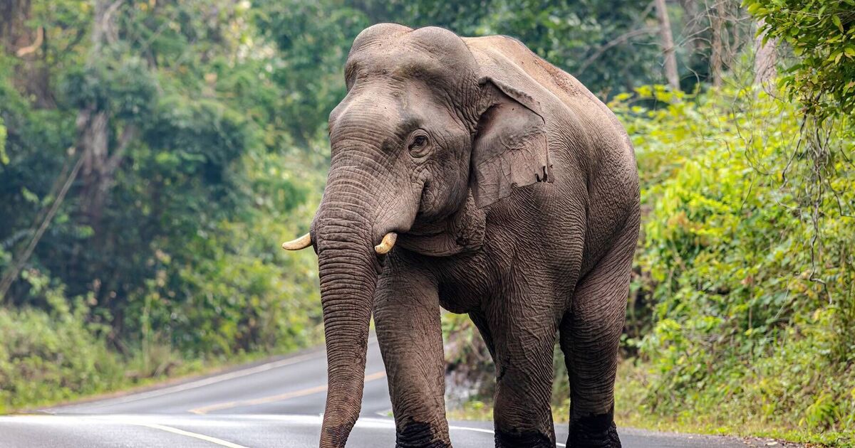 Elephant kills tourist after already killing twice before - World News - News - Daily Express US