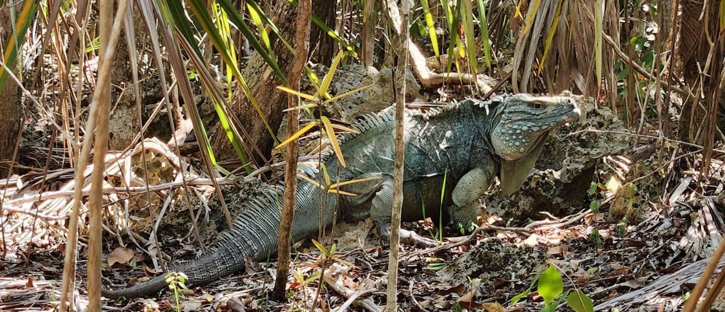 Conserving the Cayman Islands iconic 'blue dinosaurs' | Auckland Zoo News