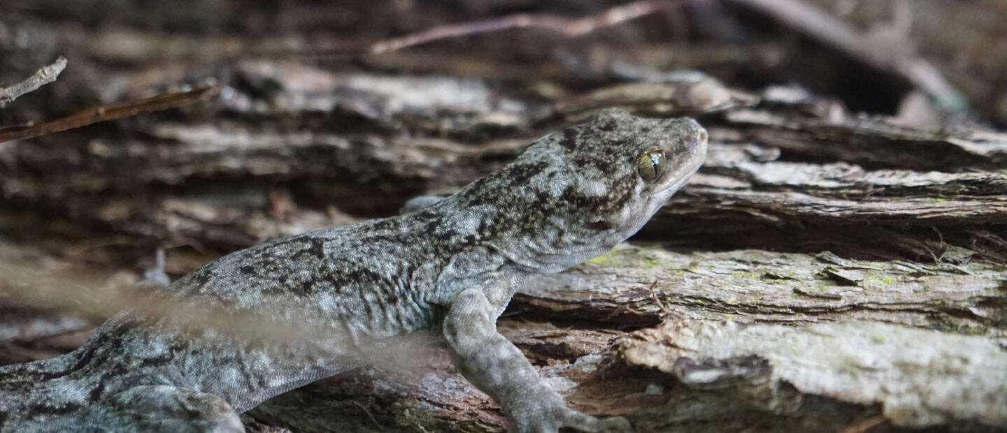 Conservation monitoring for Duvaucel's geckos | Auckland Zoo News