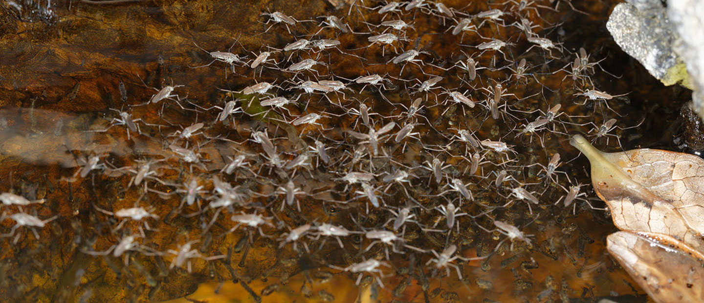 Aotearoa's buzzing! Meet our endemic mosquitoes | Auckland Zoo