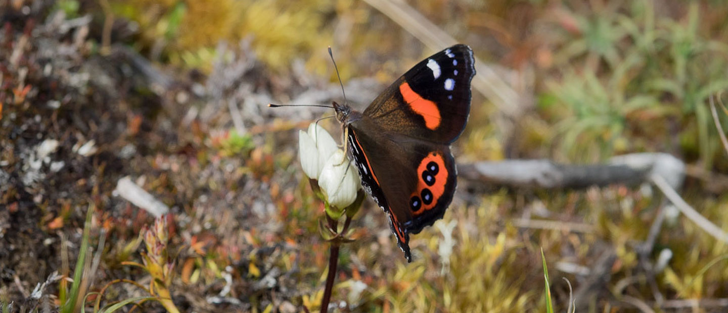Aotearoa's red admiral butterfly - an endemic treasure | Auckland Zoo