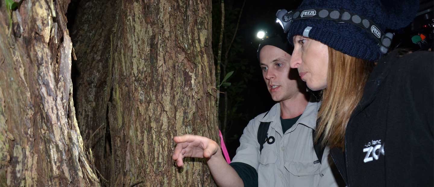 We release hundreds more giants to the wild | Wētāpunga Conservation | Auckland Zoo News