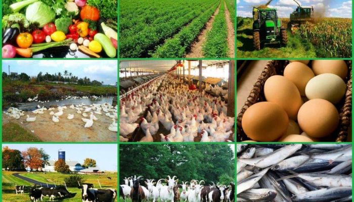Explainer: Why sustainable agriculture matters - Businessday NG