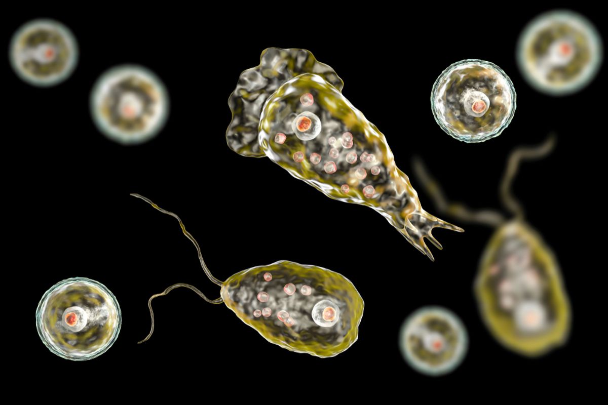 Brain-Eating Amoeba Cases Are Growing in Swimming Holes — Here’s What to Look Out For | Discover Magazine