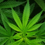 Gary Johnson's False Marijuana Claim - FactCheck.org