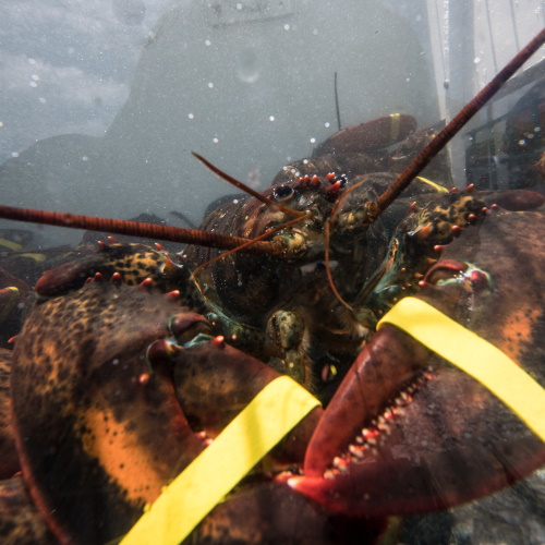 Trump Falsely Claims Obama 'Destroyed' Maine Lobster Industry - FactCheck.org