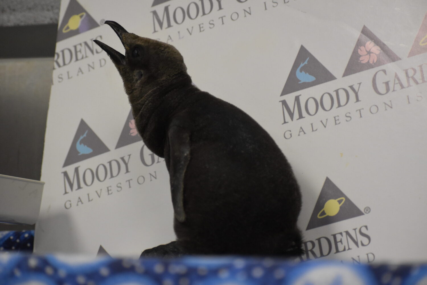 Moody Gardens reveals newly hatched king penguin chick in Galveston – Houston Public Media