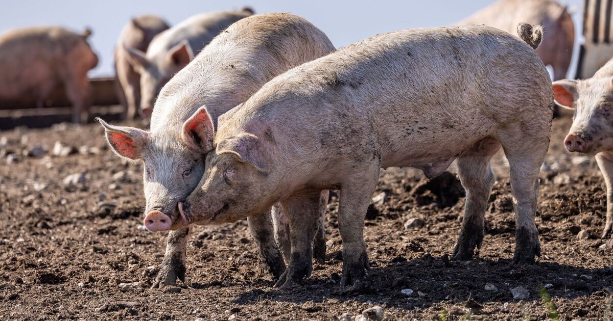 Scientific breakthrough as major organ grown in a lab from a pig | UK | News | Express.co.uk