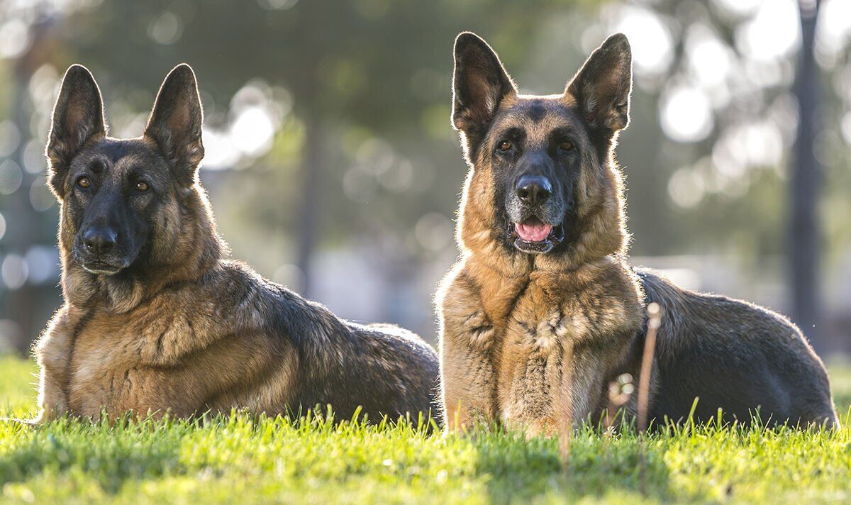 Reddit row as woman demands neighbour gets rid of elderly dogs | UK | News | Express.co.uk