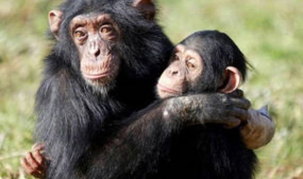 Baby chimps smarter than toddlers at nine months | UK | News | Express.co.uk