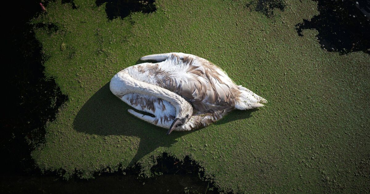 The King's swans at risk as avian flu sparks mass deaths in UK | Royal | News | Express.co.uk