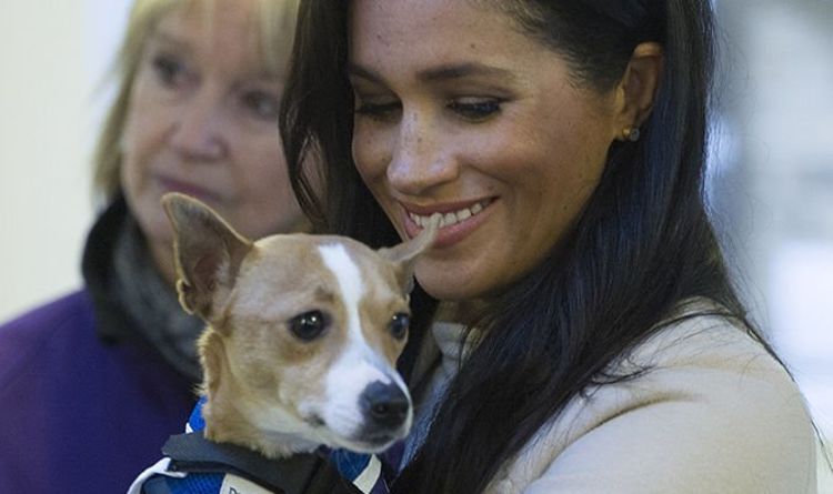 Meghan Markle: Two rescue dogs cuddled by Meghan get loving new owners | Royal | News | Express.co.uk