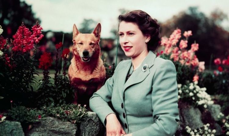 Queen's first dog Susan sparked lifelong love of corgis - meet the dog | Royal | News | Express.co.uk