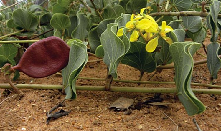 Nature crisis: 40% of world’s plants are facing extinction | Nature | News | Express.co.uk