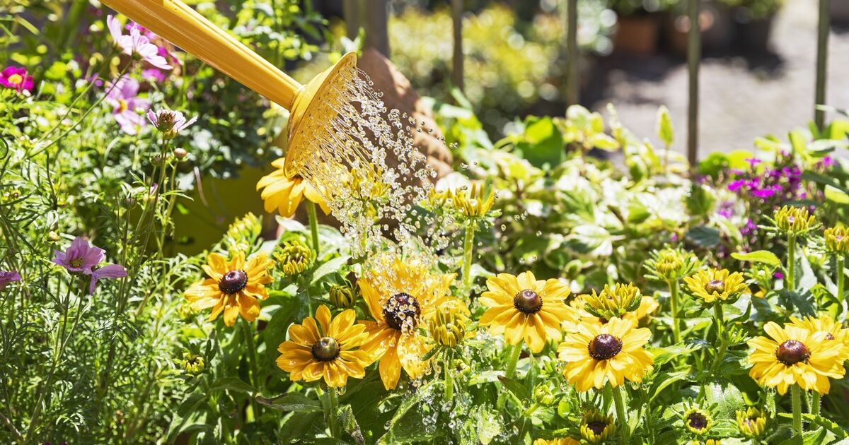 When to water garden plants to avoid killing them - not in the morning | Express.co.uk
