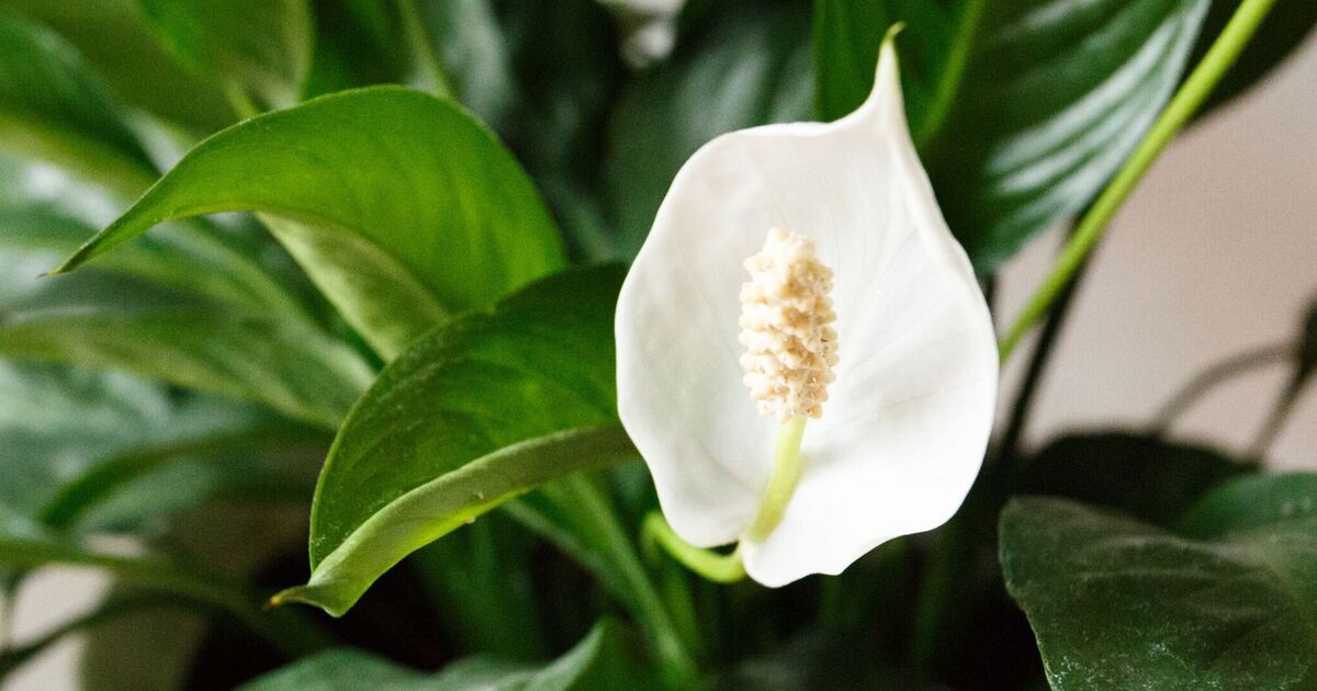 Peace lilies will thrive indoors by avoiding 1 place that can 'shock' plants | Express.co.uk