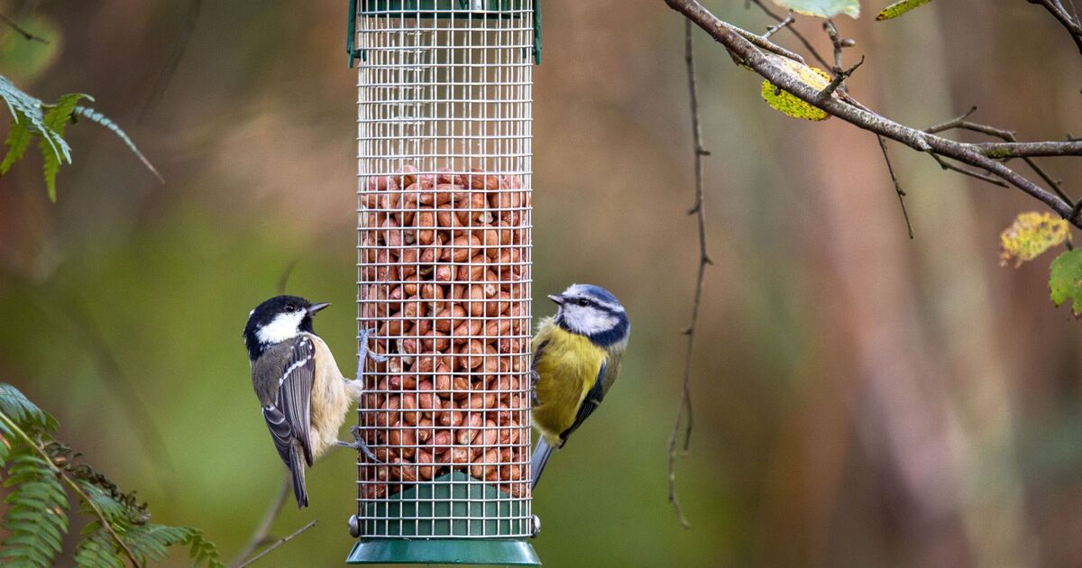 Gardeners warned not to leave out one ingredient that can hurt birds | Express.co.uk