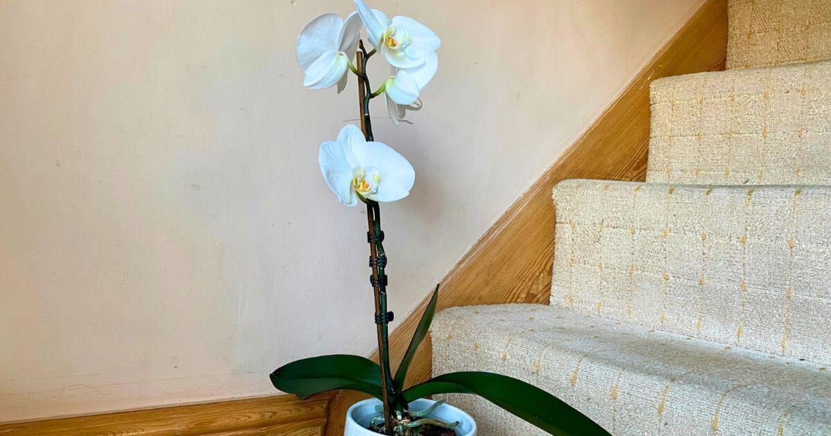 How to make orchids bloom with 1 simple tip | Express.co.uk