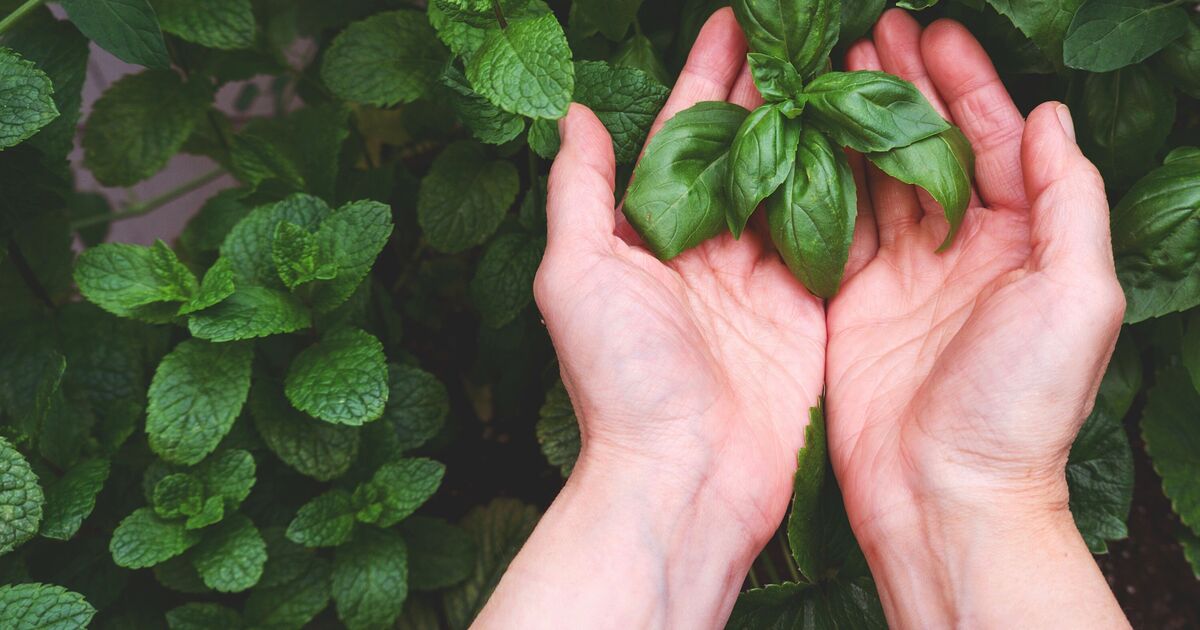 You only need this 1 thing to ensure a steady supply of healthy herbs | Express.co.uk