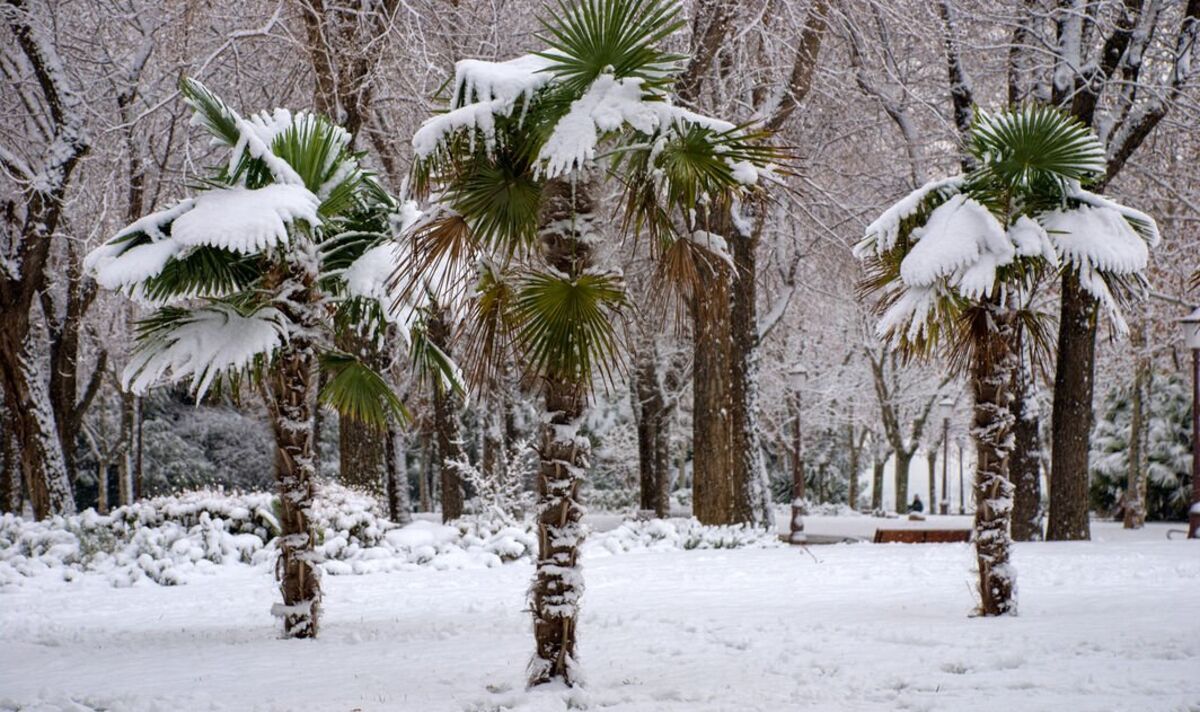 Gardening expert shares how to care for ‘low maintenance’ palm trees during cold weather | Express.co.uk