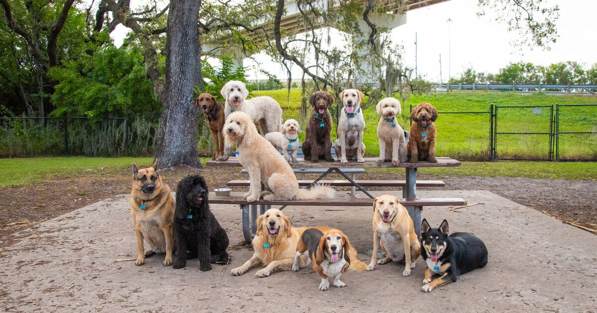 Five exceptionally 'intelligent' dog breeds including 'most talented' | Express.co.uk