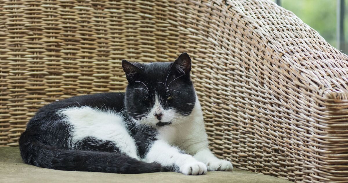 4 signs your cat loves you and doesn't just tolerate you | Express.co.uk