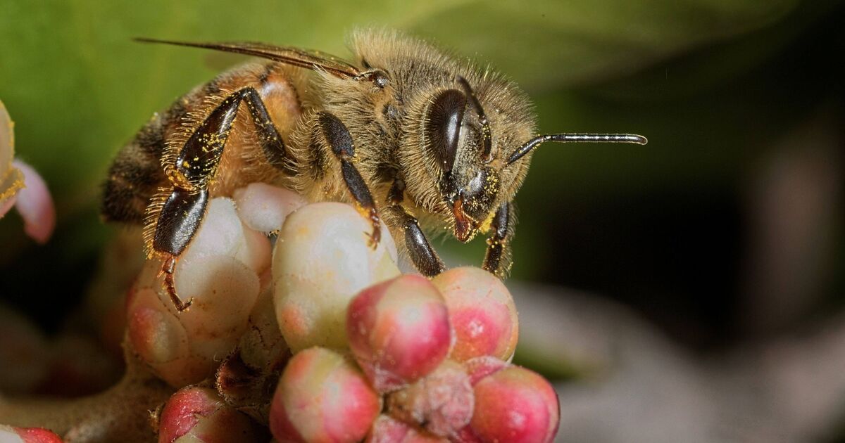 Honey bees stun scientists in new 'waggle dance' discovery | Science | News | Express.co.uk