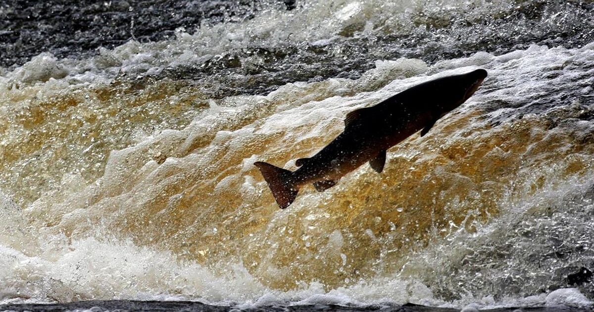 Cocaine warning issued over fish - ‘changing their behaviour’ | Science | News | Express.co.uk
