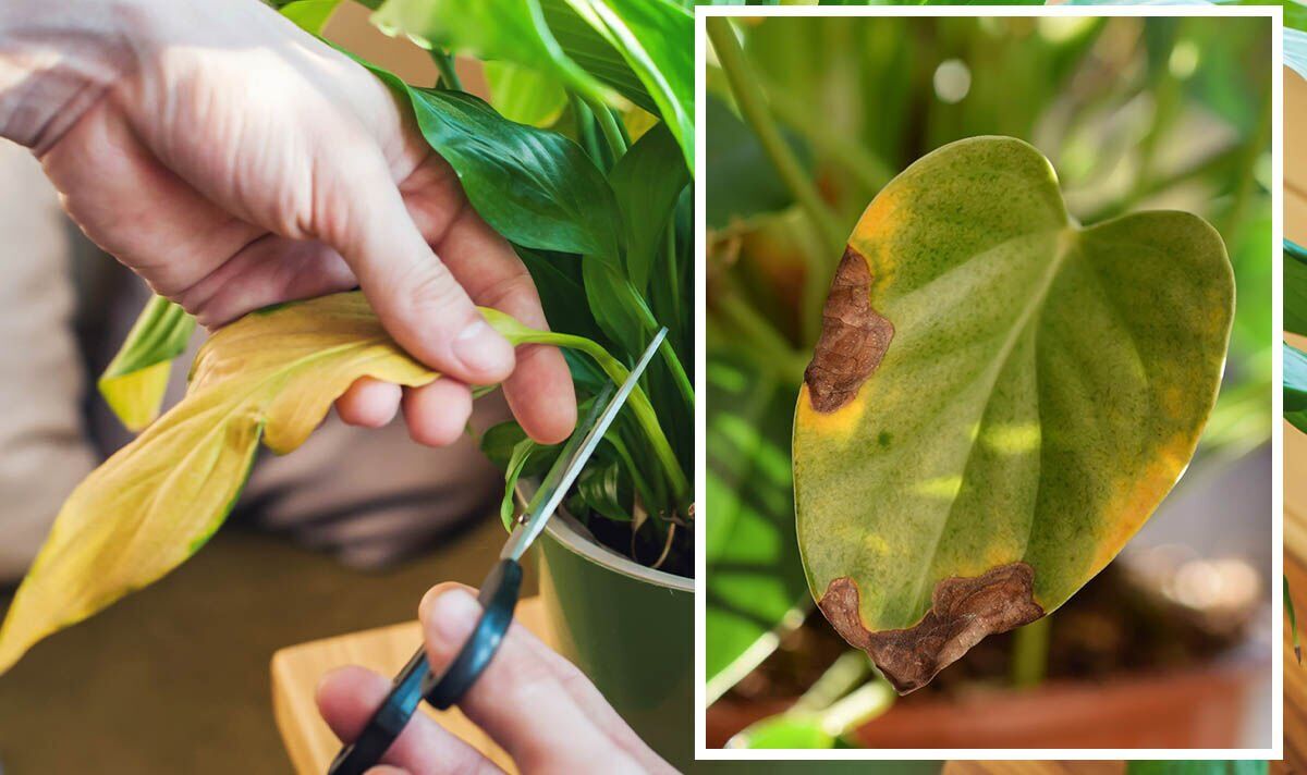 ‘Treat leaves like solar panels’ - simple hack to rescue brown leaves on your houseplants | Express.co.uk