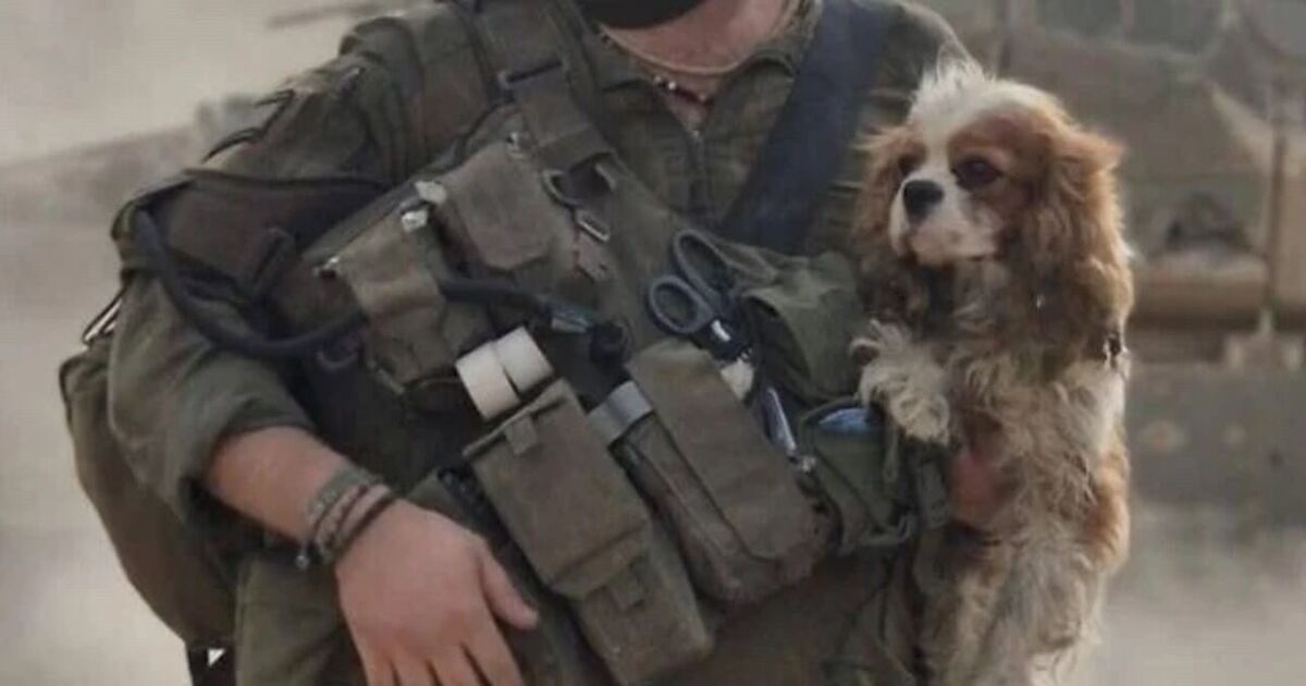 Moment 3-year-old dog abducted by Hamas is returned to murdered hostage's family | World | News | Express.co.uk