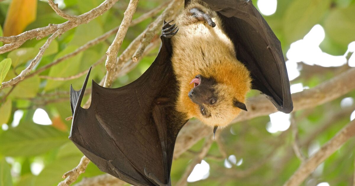 Everything we know about Nipah virus as ‘100 quarantined' | World | News | Express.co.uk