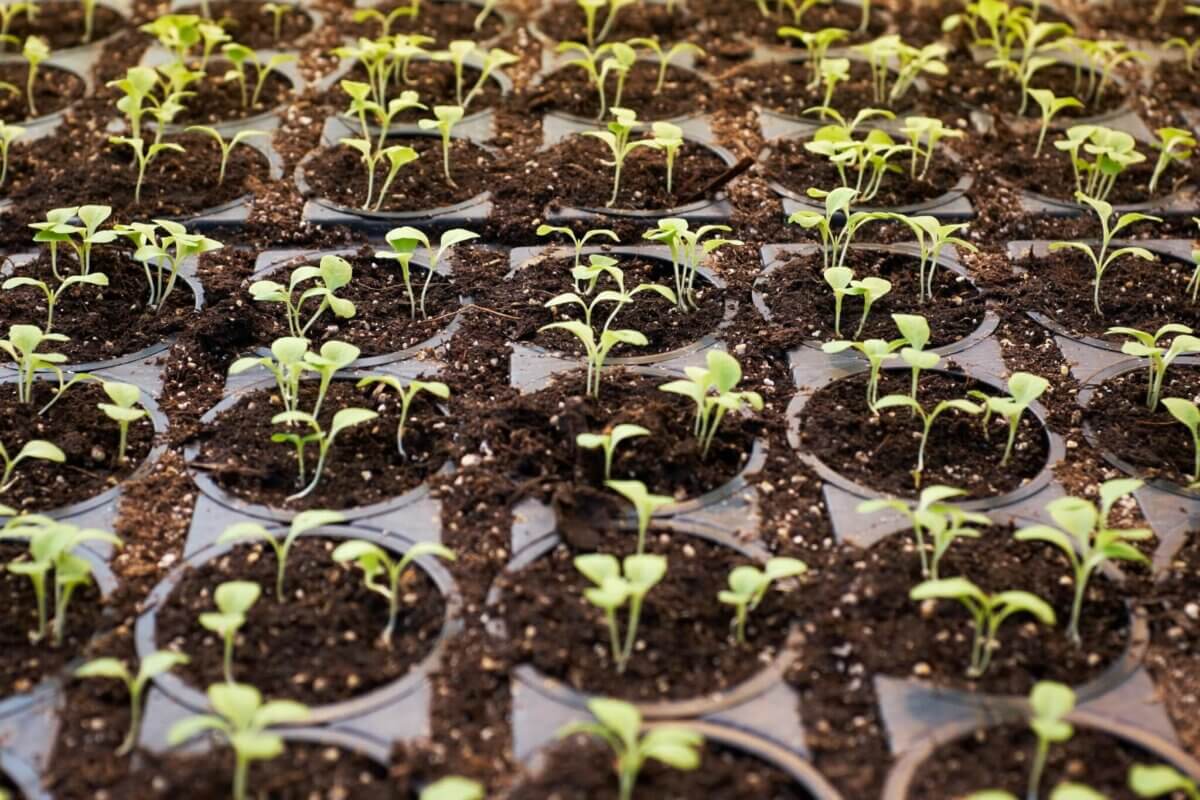 Seed Companies • Insteading