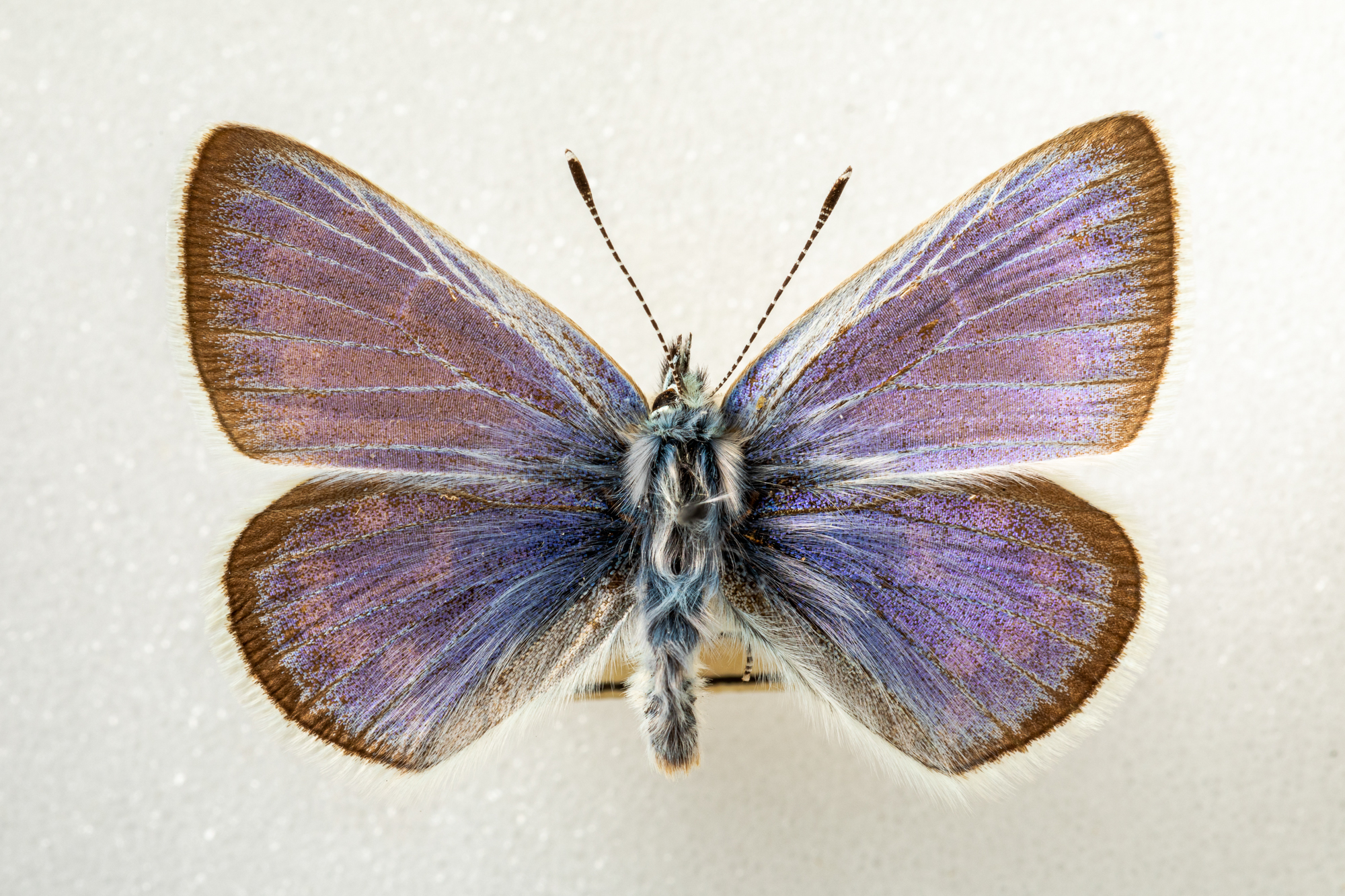 Is Extinction Permanent? Resurrecting California’s Xerces Blue Butterfly | KQED