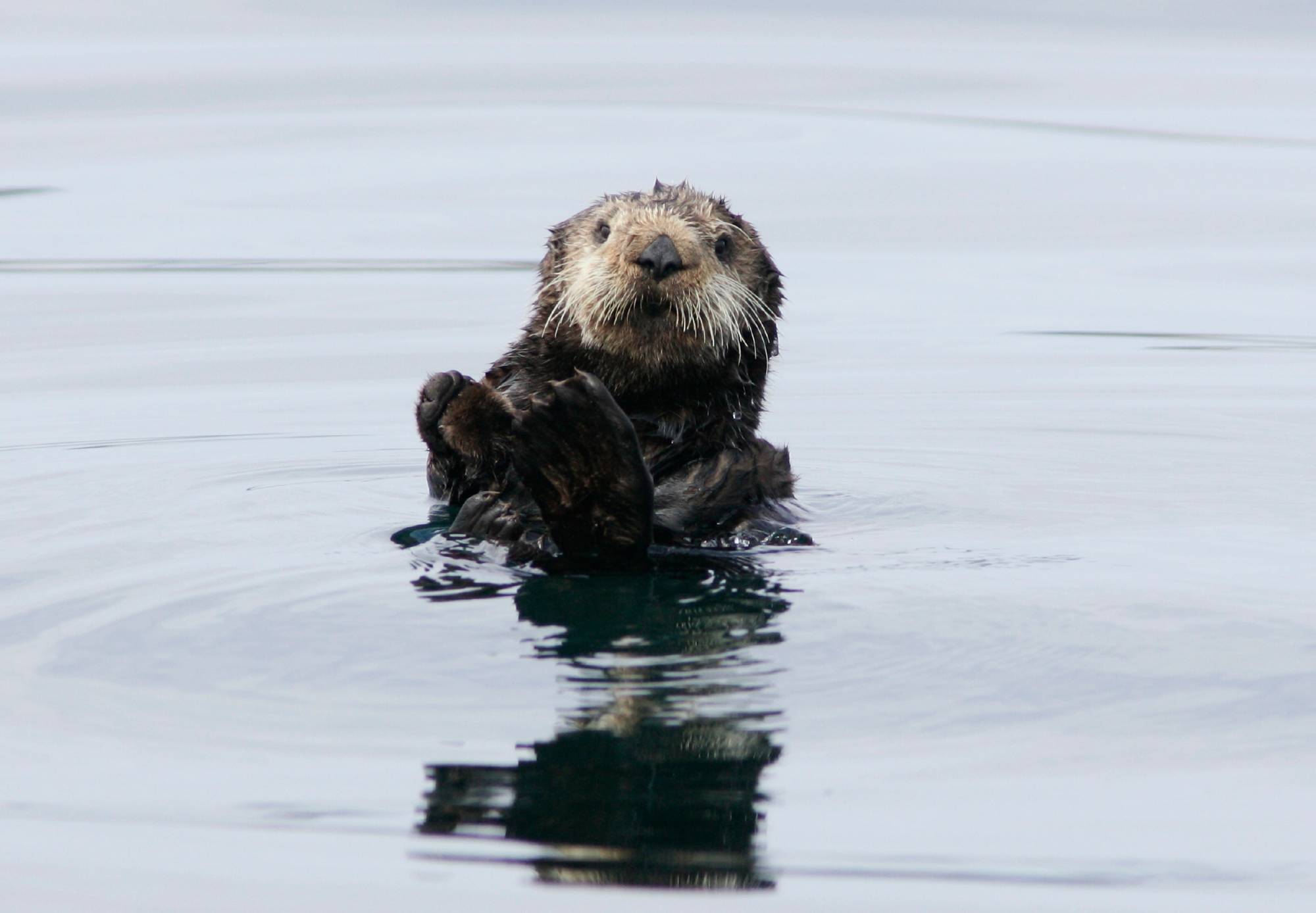 Healthy Otters Lead to a Happy Ecosystem in Monterey County’s Elkhorn Slough | KQED