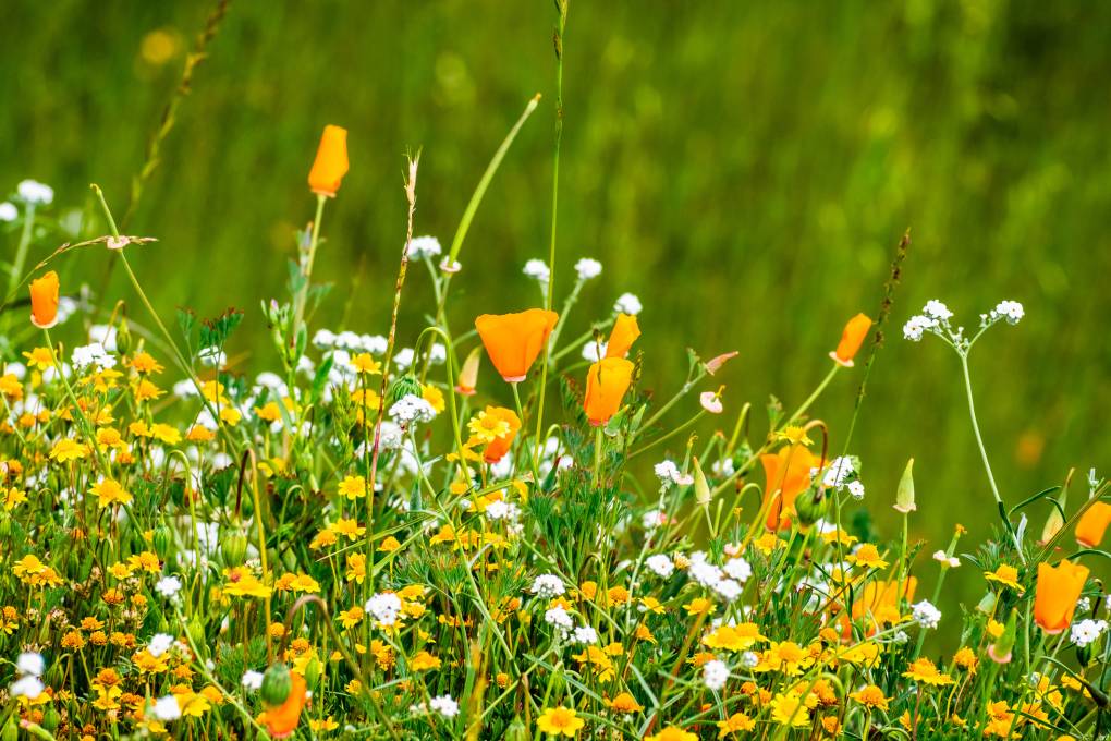 Where to See Wildflowers Near You in the Bay Area (Plus, the Science Behind the 'Super Bloom') | KQED