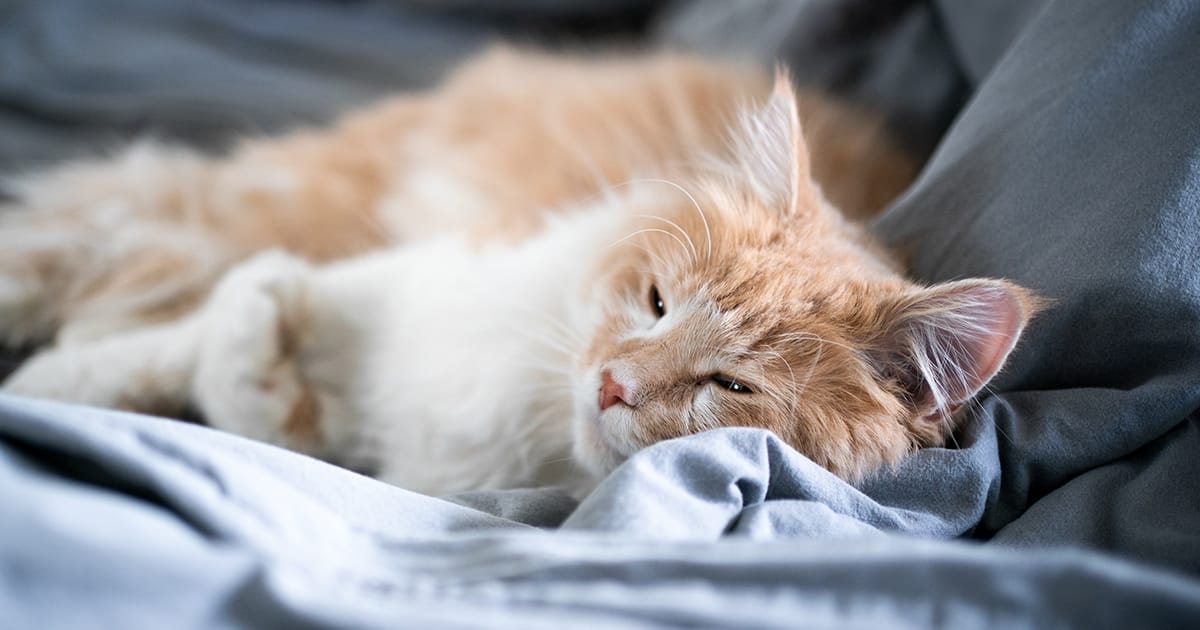 MedVet Blog | Pancreatitis in Cats and Dogs