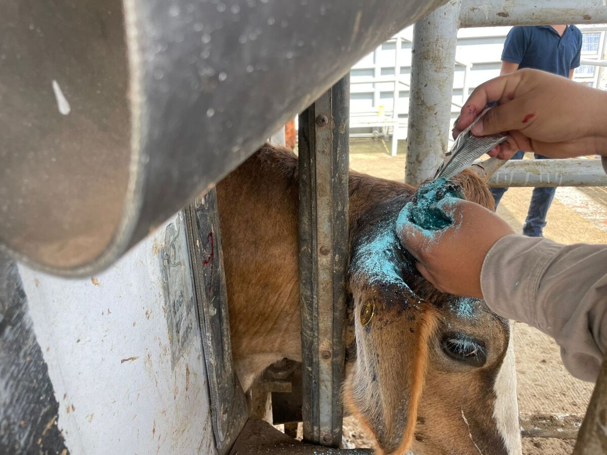 Aumentan casos positivos de gusano barrenador en Campeche- Grupo Milenio