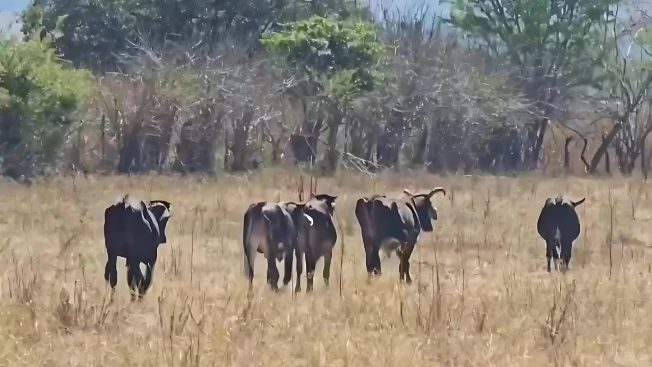 Cierre de exportaciones por gusano barrenador encarecerá carne: CNA- Grupo Milenio
