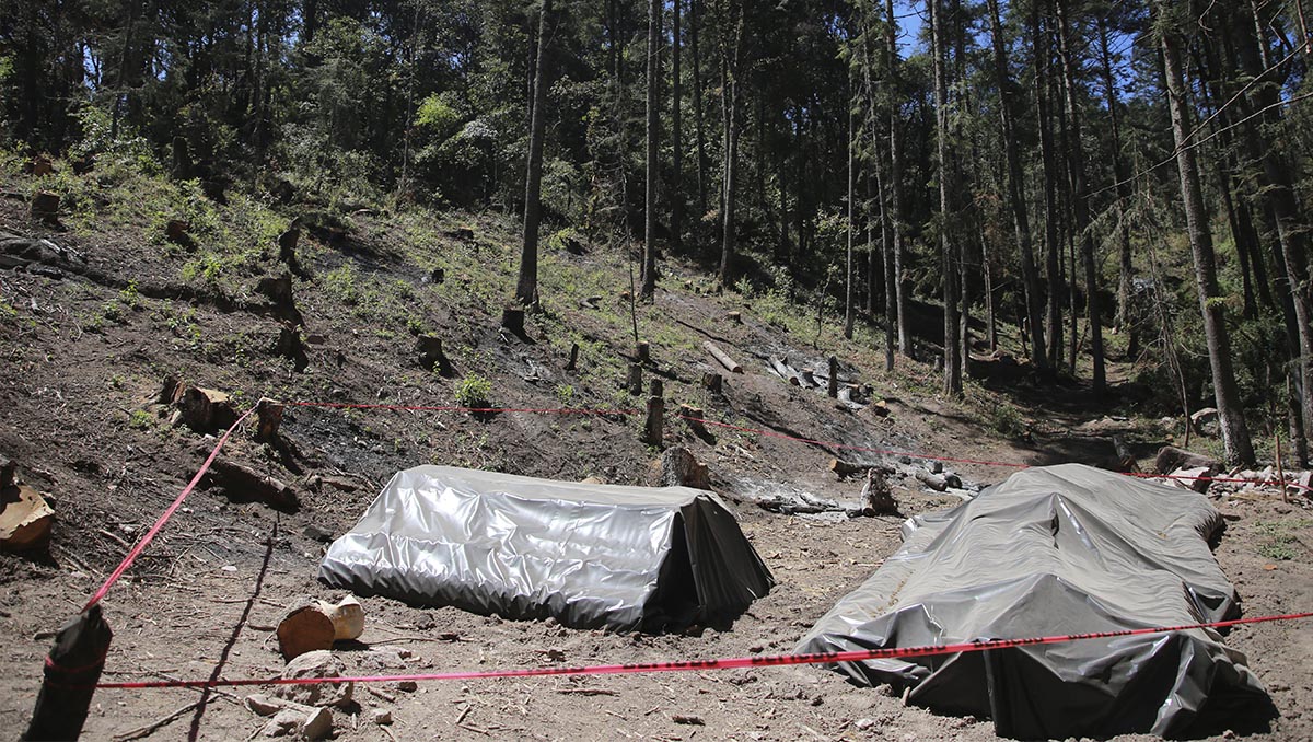 Van 22 mil árboles talados por plaga en el Parque Nacional El Chico- Grupo Milenio