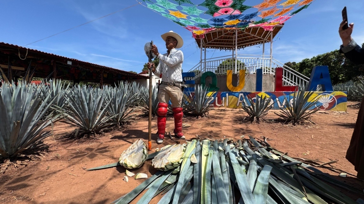 Jimadores trabajadores que mantienen viva la tradición de Tequila- Grupo Milenio