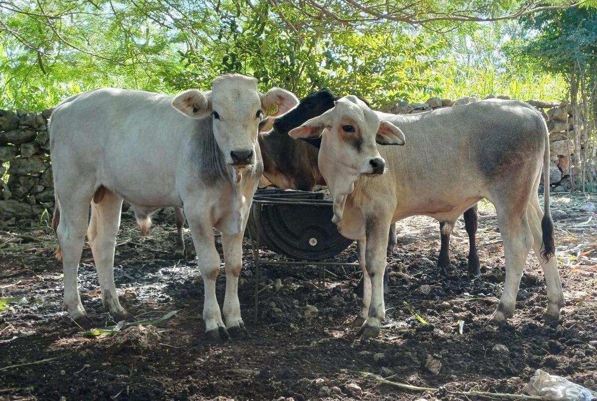 México avanza en planta de moscas estériles contra gusano barrenador- Grupo Milenio