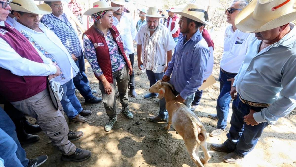 Suman 27 casos activos de gusano barrenador en Edomex- Grupo Milenio