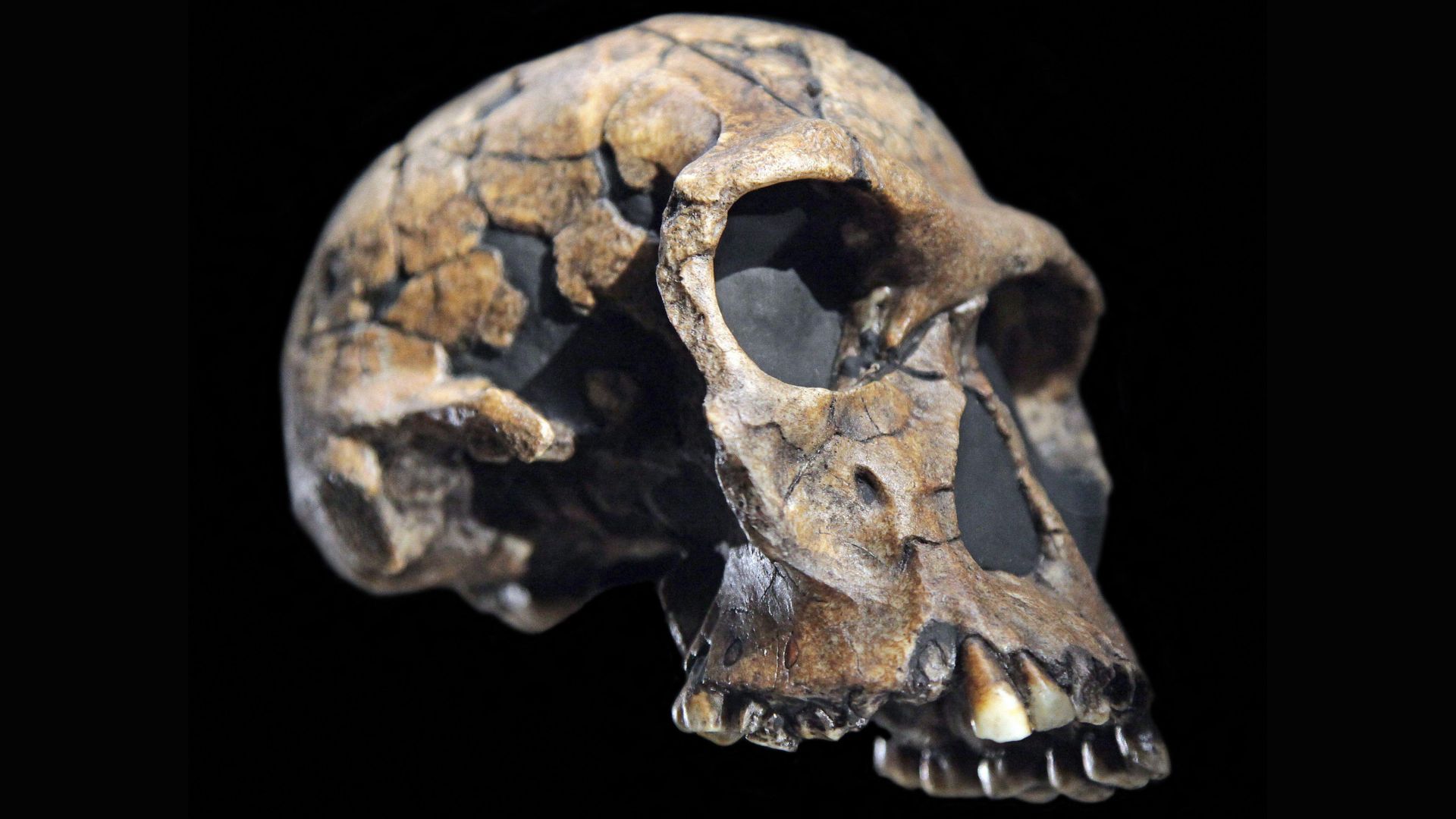 Homo habilis is the earliest named human. But is it even human? | Live Science