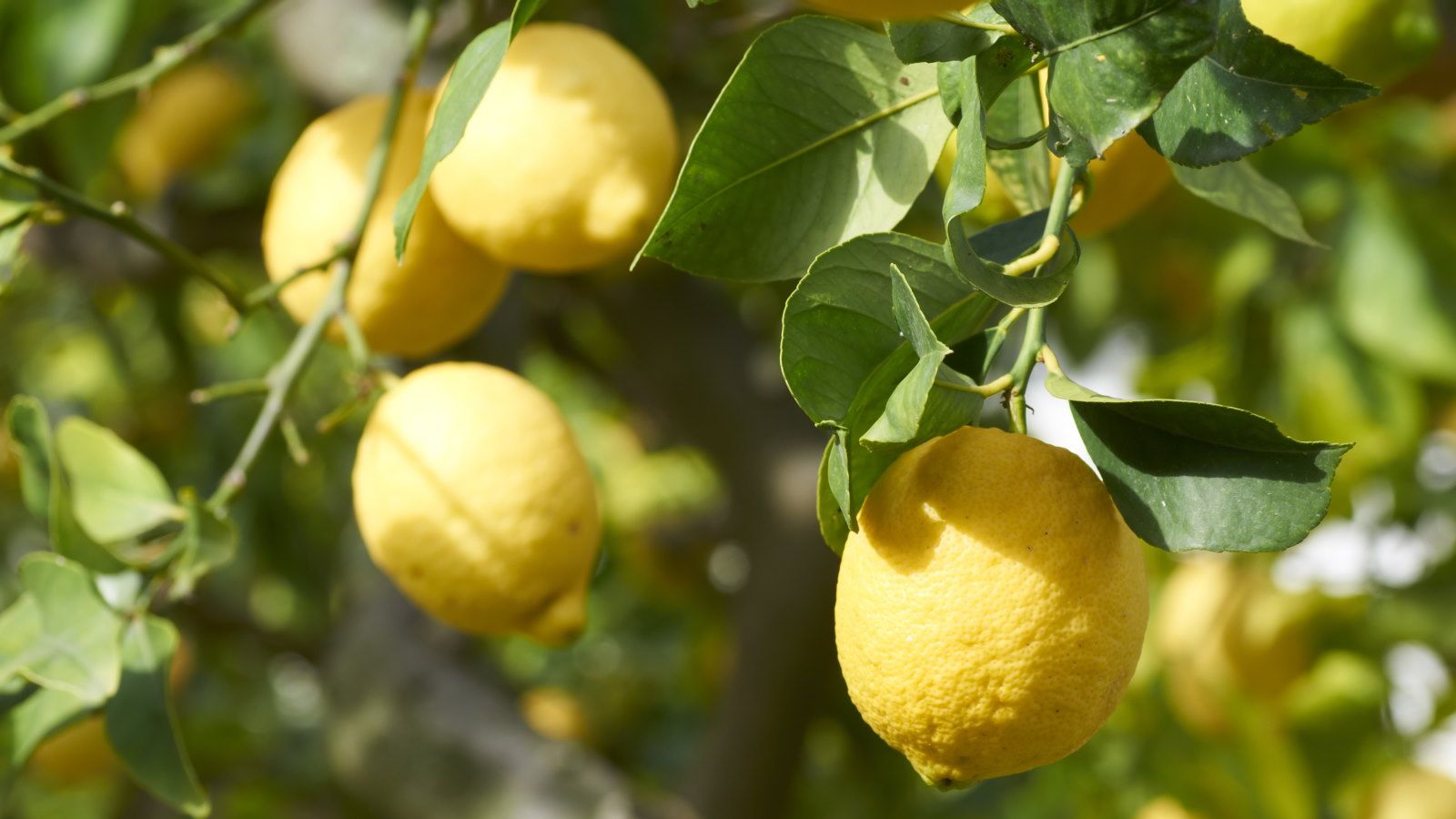 What Your Lemon Tree Needs In April For It To Thrive | Homes and Gardens