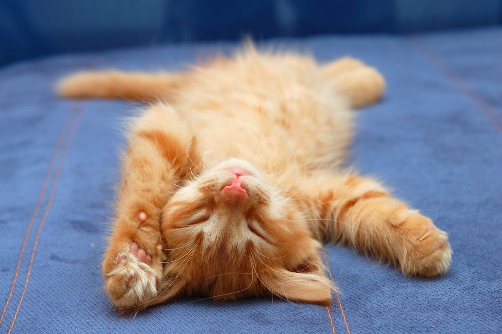 Cute Animal Images May Boost Work Performance | Live Science