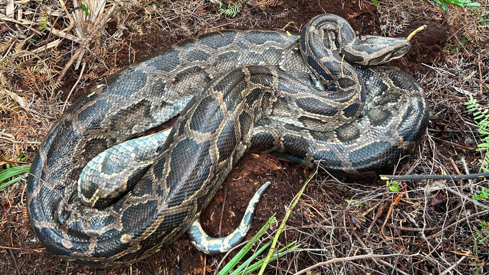 Cold snap in Florida made Burmese python puke up a whole deer | Live Science