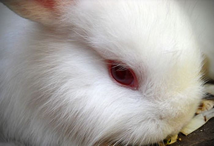 Animal Data Is Not Reliable for Human Health Research | Live Science