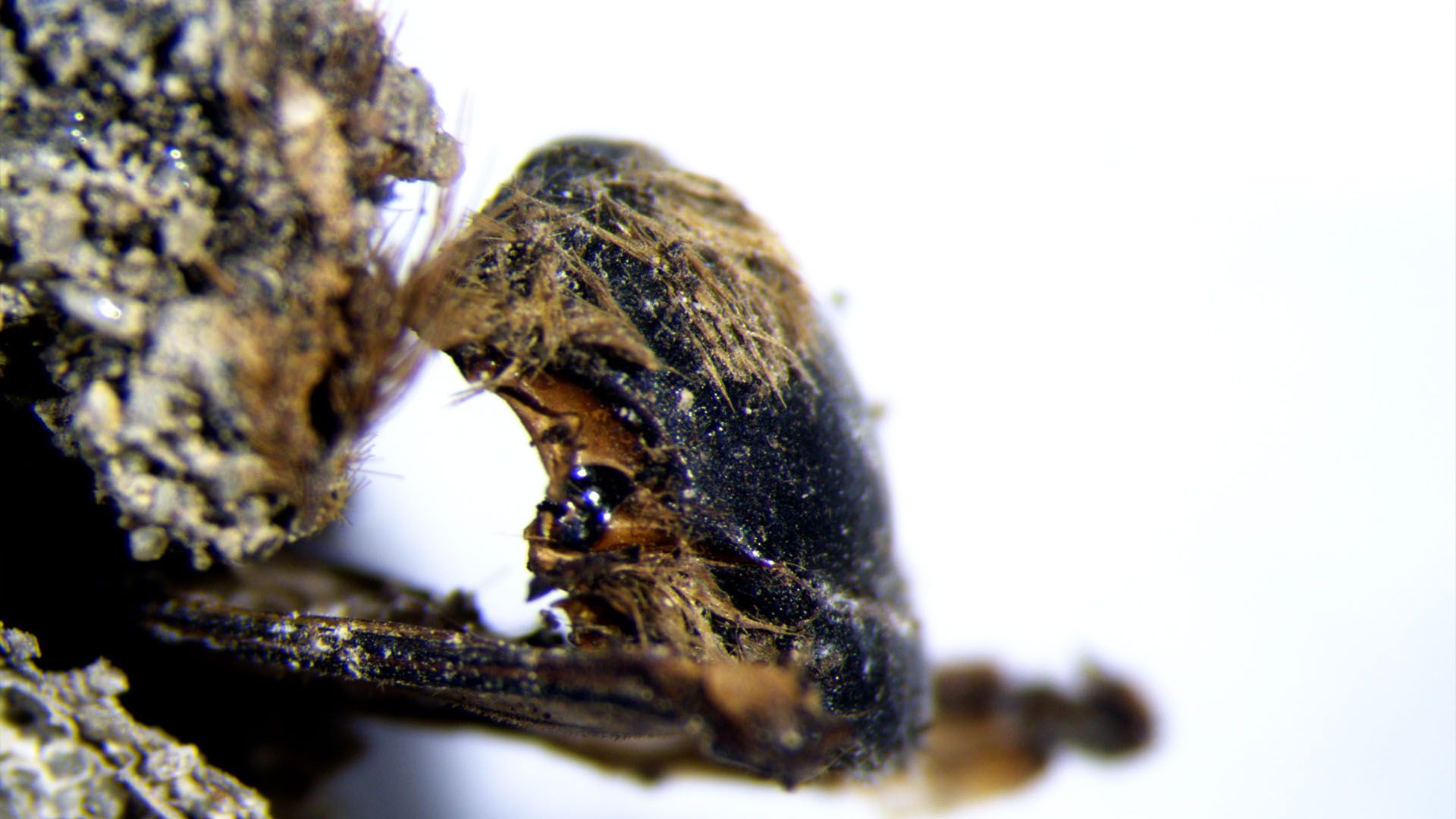3,000-year-old mummified bees are so well preserved, scientists can see the flowers the insects ate | Live Science