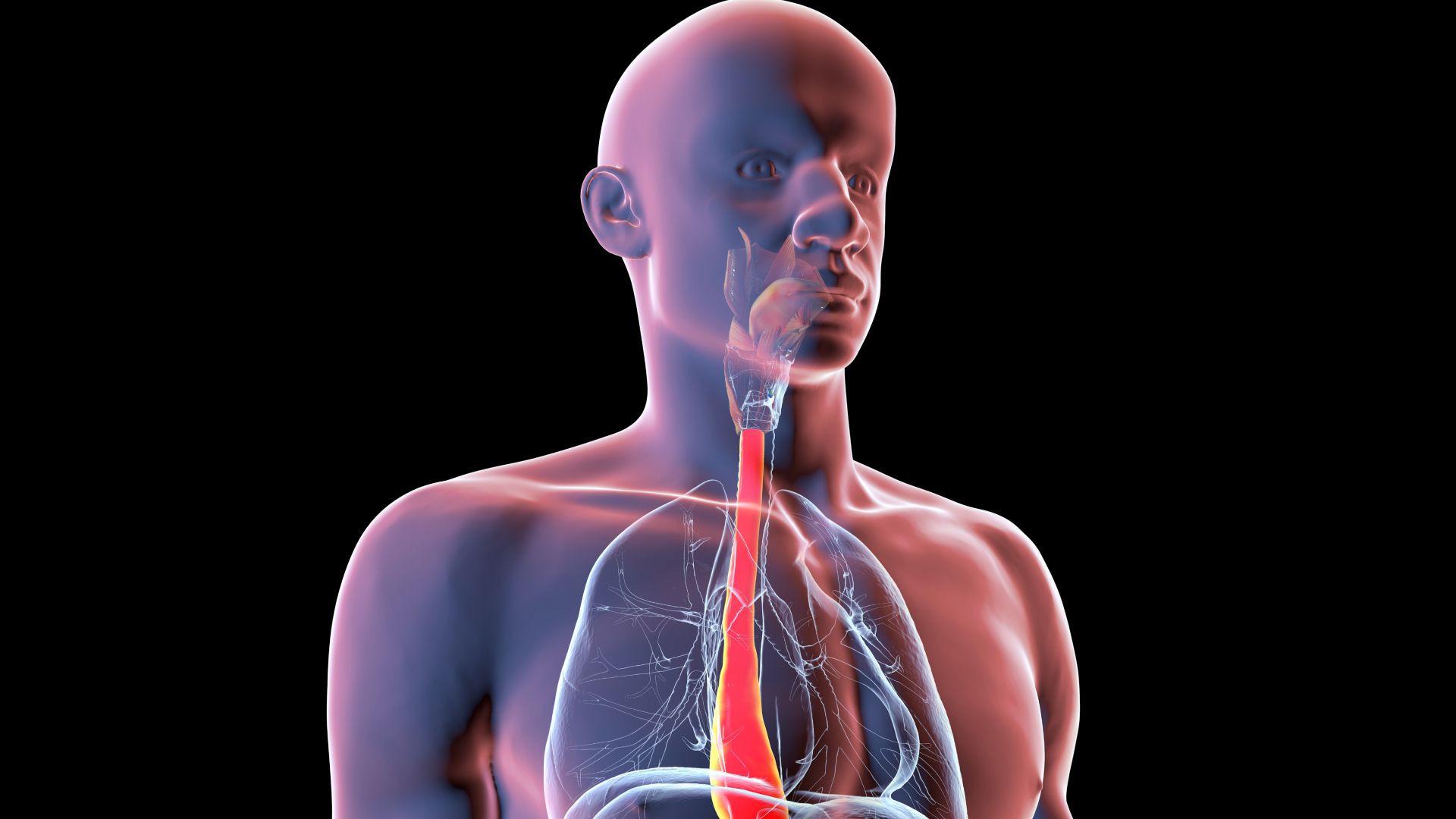 Making a 'digital twin' of yourself could revolutionize future surgeries, making medical procedures much more personal | Live Science